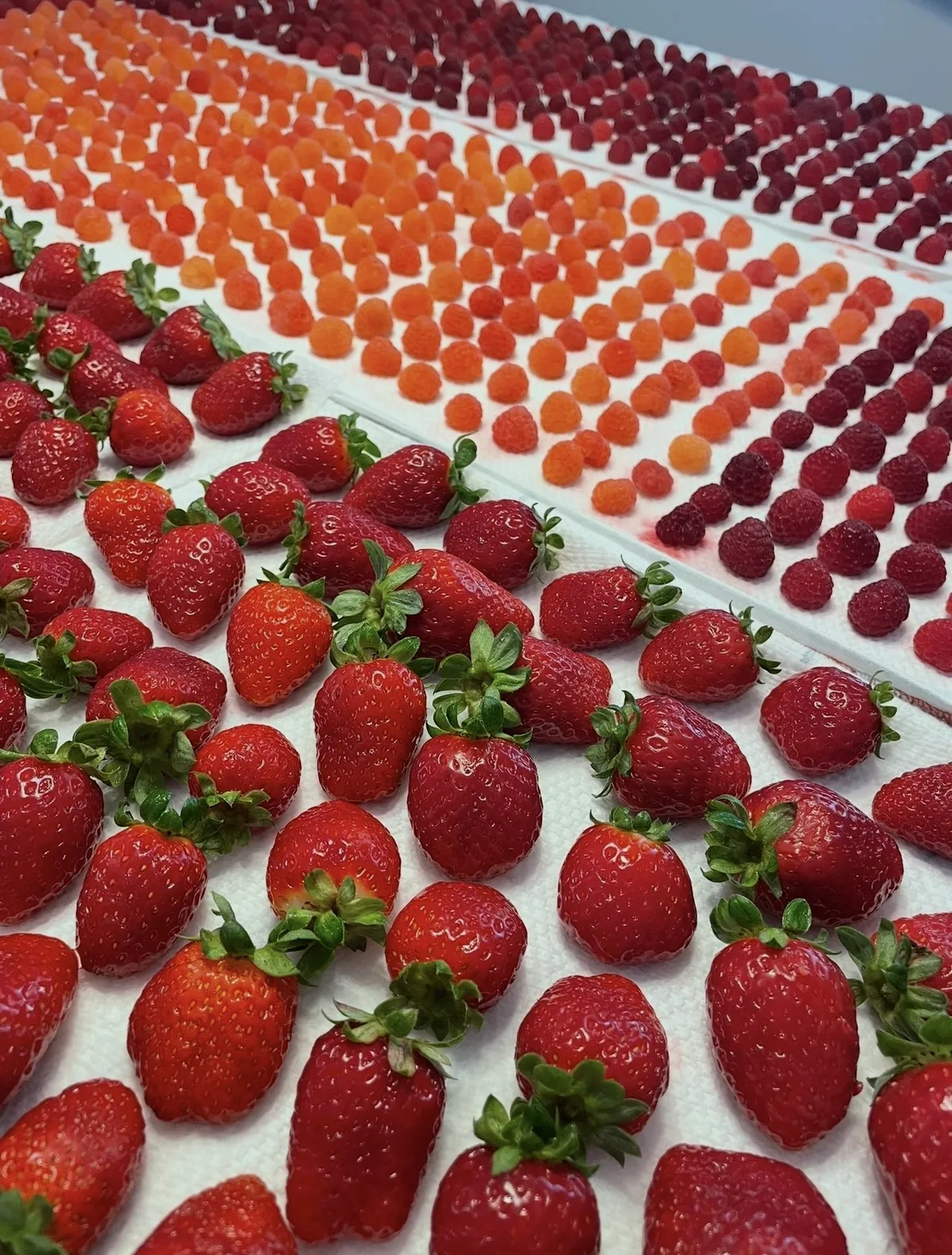 Rows of washed strawberries, golden raspberries, red raspberries and dark berries laid out to dry on white towels.