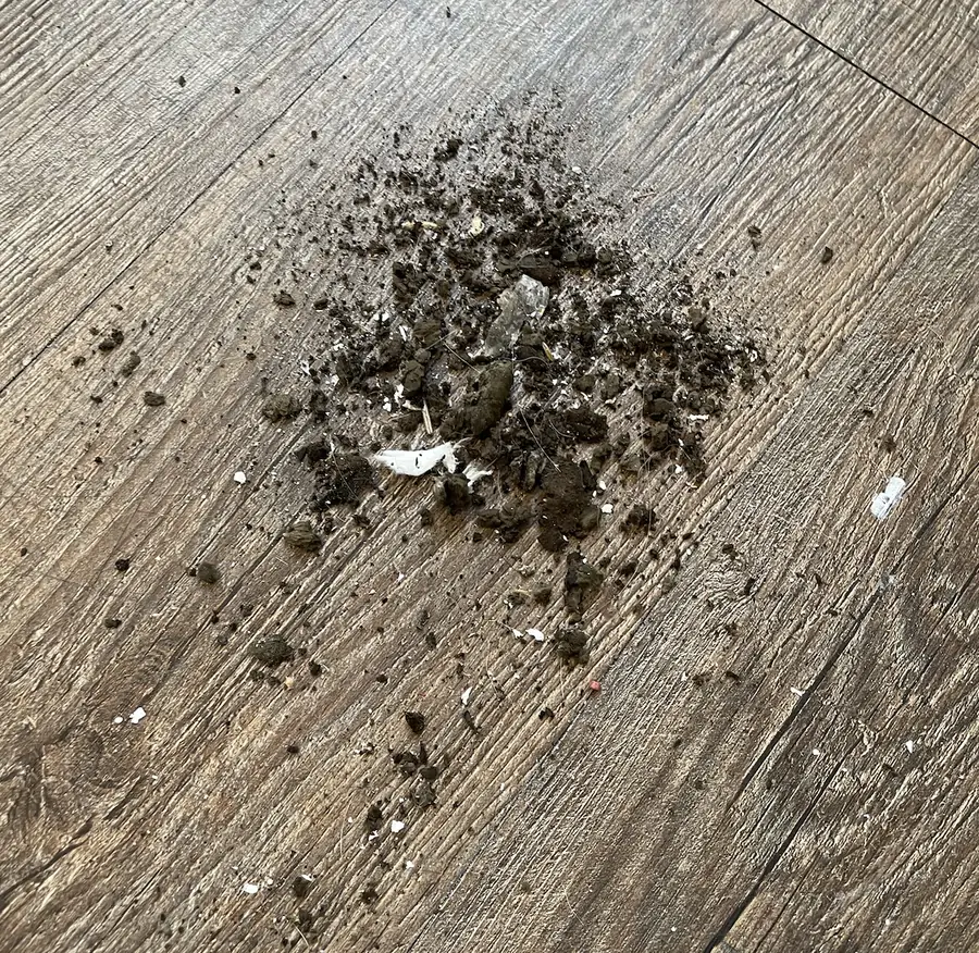 A pile of black mold chunks on the wood-look floor.
