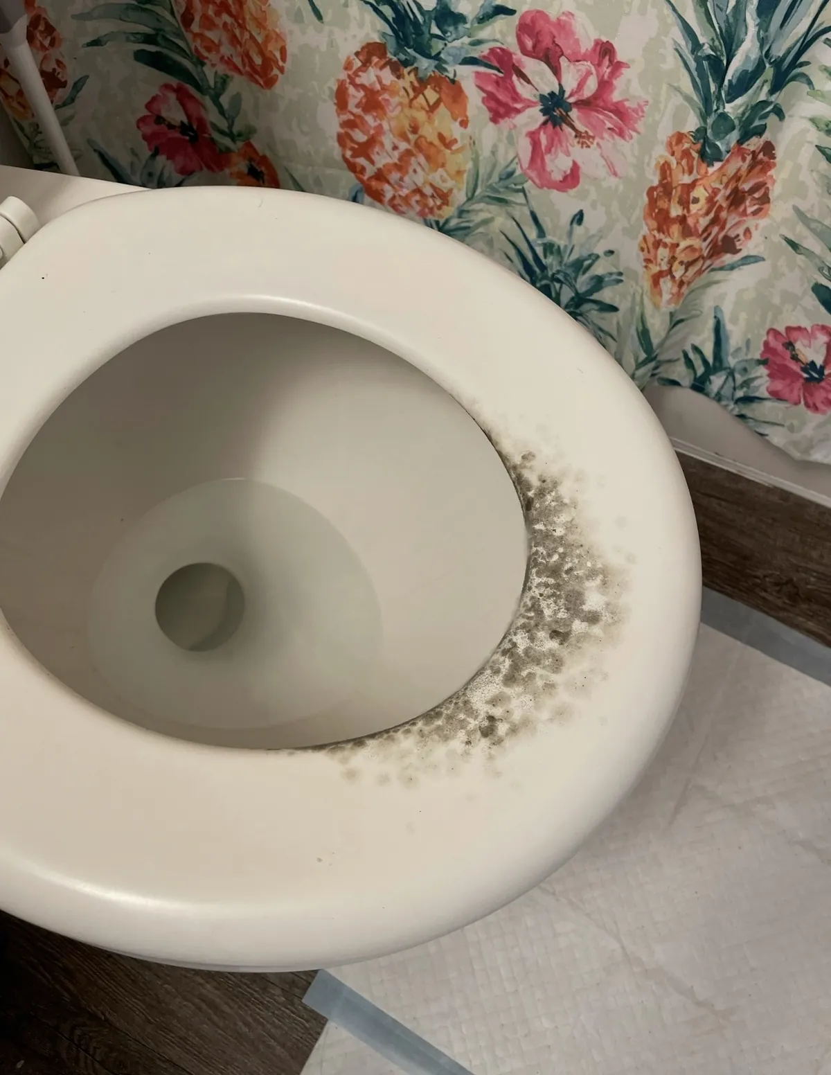 Black mold spreading around the rim of the toilet bowl in my bathroom.